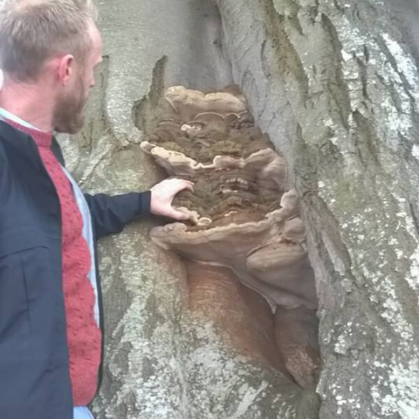 image of Treewise staff inspecting a tree